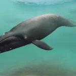 Megabalaena_(life_restoration)