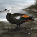 Tadorna_rekohu-novataxa_2025-Rawlence_Lubbe_Adams__