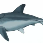 Westralichthys_uwagedensis_DB24