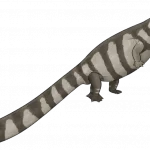 Mesoleptos_zendrinii