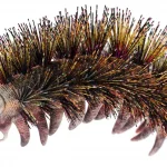 Palaeocampa_anthrax_reconstruction1