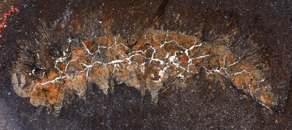 Вимерлий світ | Palaeocampa Вимерлий світ | Palaeocampa