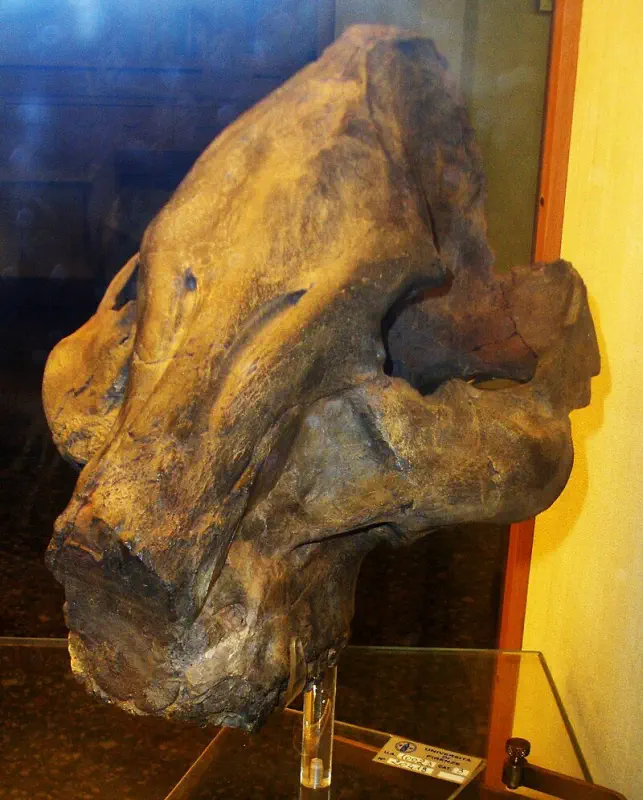 Вимерлий світ | Propotamochoerus Вимерлий світ | Propotamochoerus
