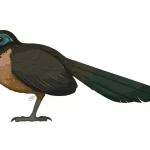 coua_berthae_by_astrapionte_dkfinwo-pre