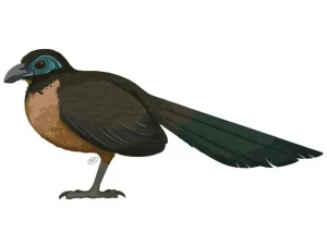 Coua berthae|Вимерлий світ
