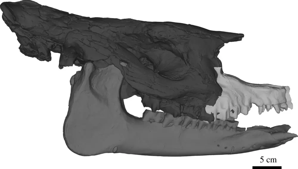 Вимерлий світ | Epiaceratherium Вимерлий світ | Epiaceratherium