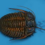 gabricerarurus_by_kiabugboy_dfib9s9-fullview