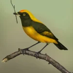 image_14307e-Aeviperditus-gracilis