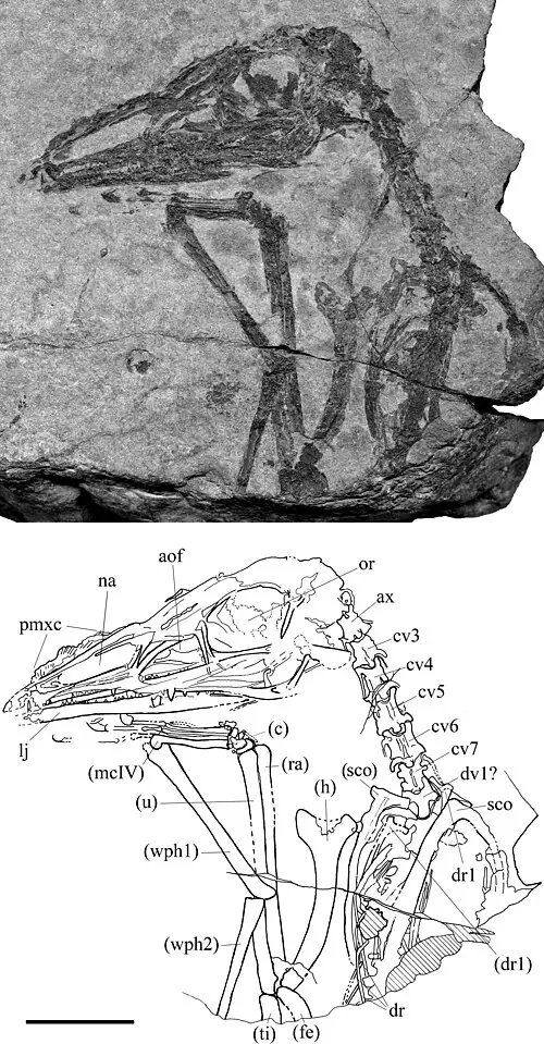 Вимерлий світ | Austriadactylus