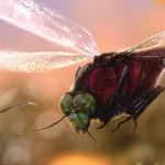 bohemiatupus_elegans_by_rudolfhima_djvchgx-pre