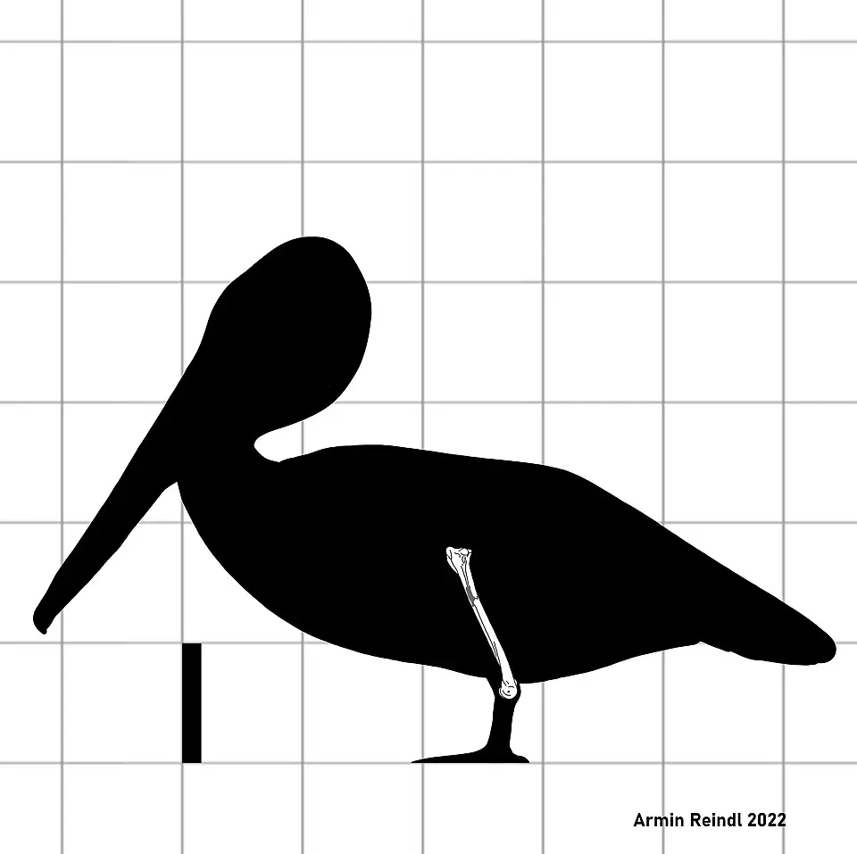 Вимерлий світ | Eopelecanus