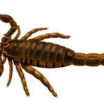 Eramoscorpius