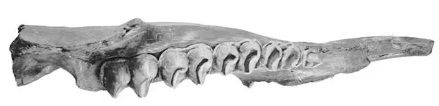 Вимерлий світ | Euryzygoma