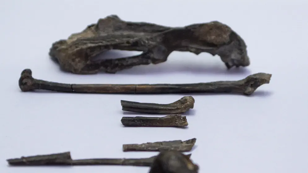 Вимерлий світ | Pujatopouli Вимерлий світ | Pujatopouli