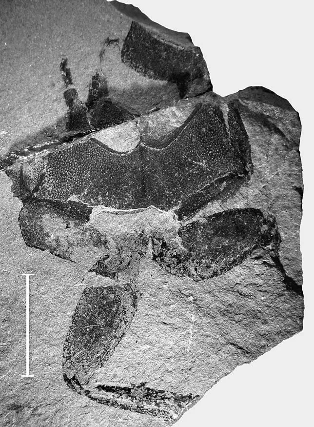 Вимерлий світ | Oryctoantiquus