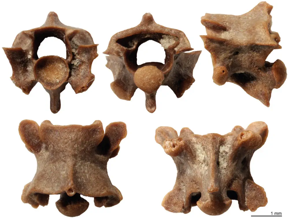 Вимерлий світ | Paradoxophidion