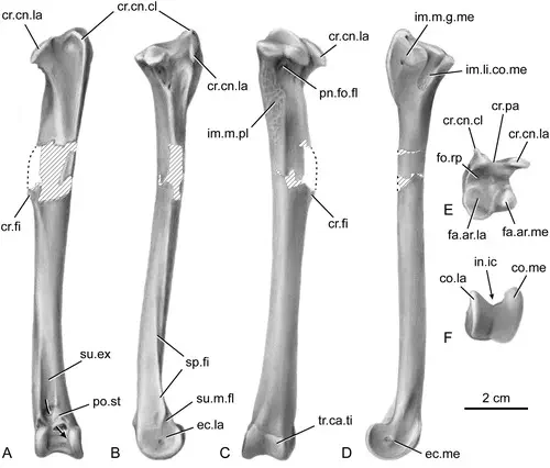 Вимерлий світ | Eopelecanus