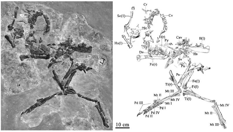 Вимерлий світ | Similicaudipteryx
