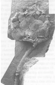 Вимерлий світ | Ubaghsicystis