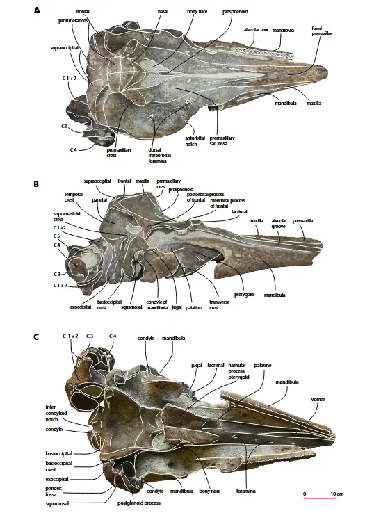 Вимерлий світ | Flandriacetus
