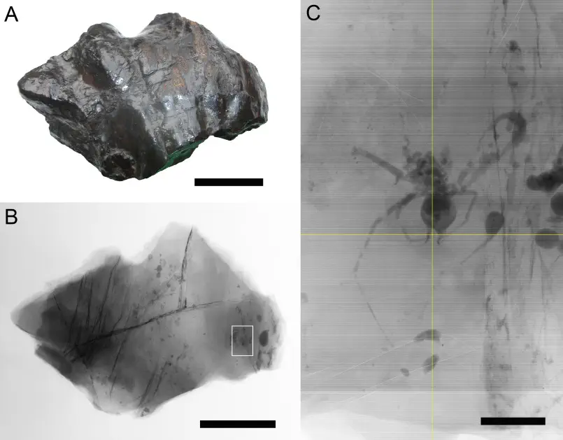 Вимерлий світ | Hungarosilia Вимерлий світ | Hungarosilia
