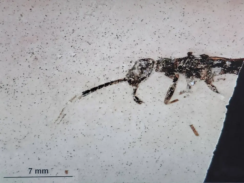 Вимерлий світ | Grant Вимерлий світ | Grant