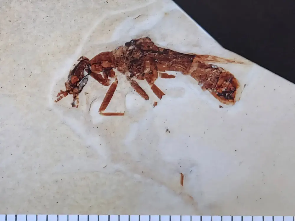 Вимерлий світ | Grant Вимерлий світ | Grant