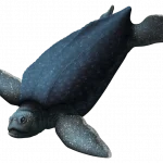 alienochelys
