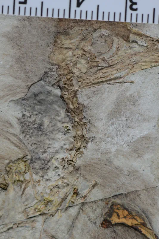 Вимерлий світ | Chromeornis Вимерлий світ | Chromeornis