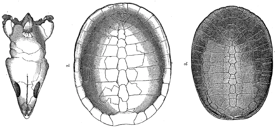 Вимерлий світ | Glyptops