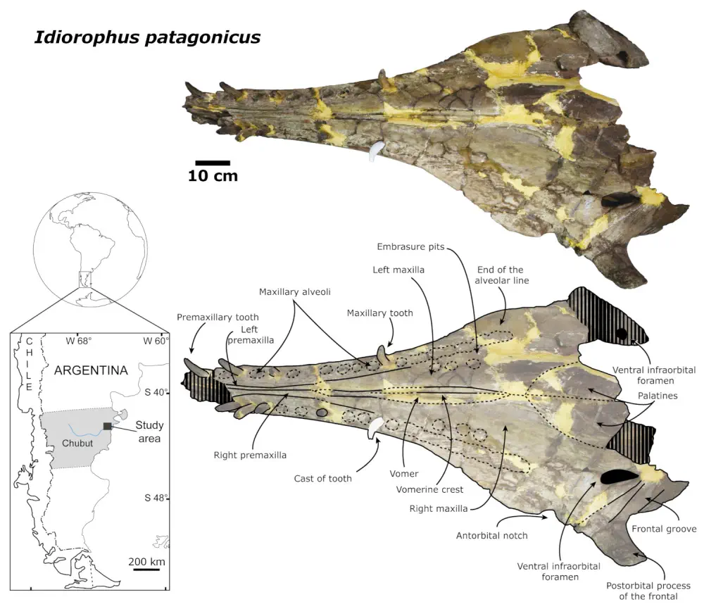 Вимерлий світ | Idiorophus Вимерлий світ | Idiorophus