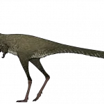 Manipulonyx_reshetovi