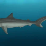 physogaleus__by_angeloraptorex230_dku80al-pre