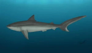 Physogaleus|Вимерлий світ