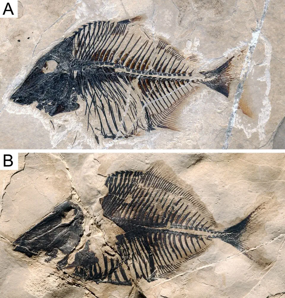 Вимерлий світ | Polazzodus