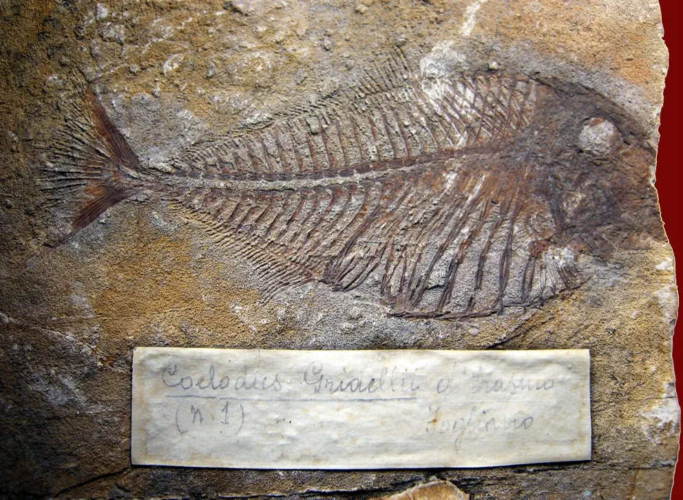 Вимерлий світ | Polazzodus