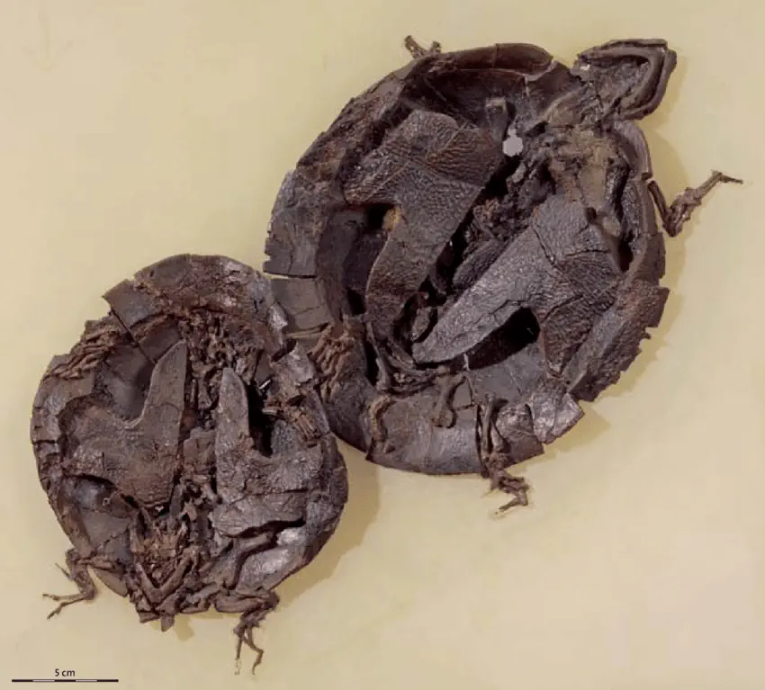 Вимерлий світ | Allaeochelys