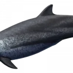 tumblr_6857a7ccc1069667aa89e4a6f3a0d678_648caa12_1280