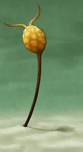 Ubaghsicystis|Вимерлий світ