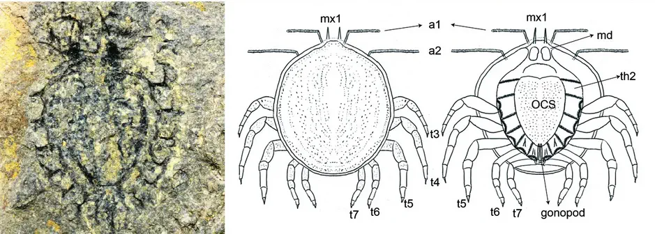 Вимерлий світ | Yunnanocyclus Вимерлий світ | Yunnanocyclus