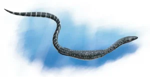 Dolichosaurus|Вимерлий світ