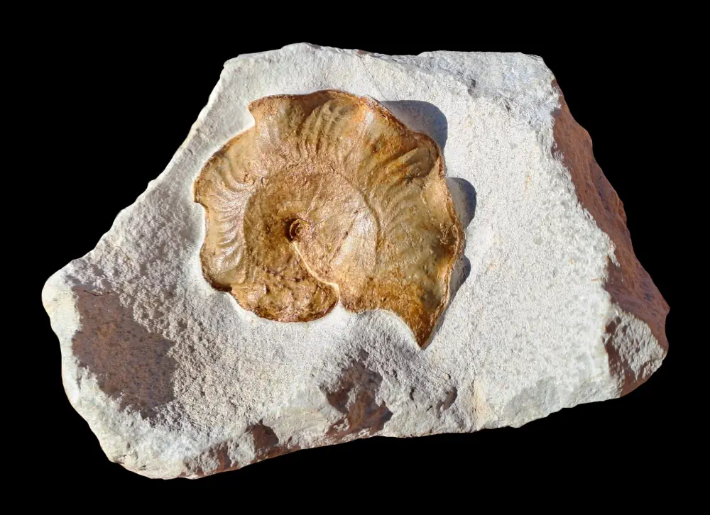 Вимерлий світ | Cymaceras Вимерлий світ | Cymaceras