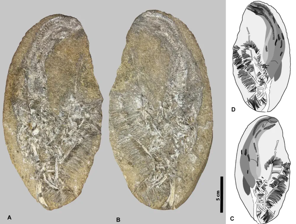 Вимерлий світ | Bakiribu