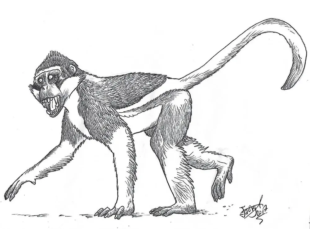 Вимерлий світ | Cercopithecoides Вимерлий світ | Cercopithecoides