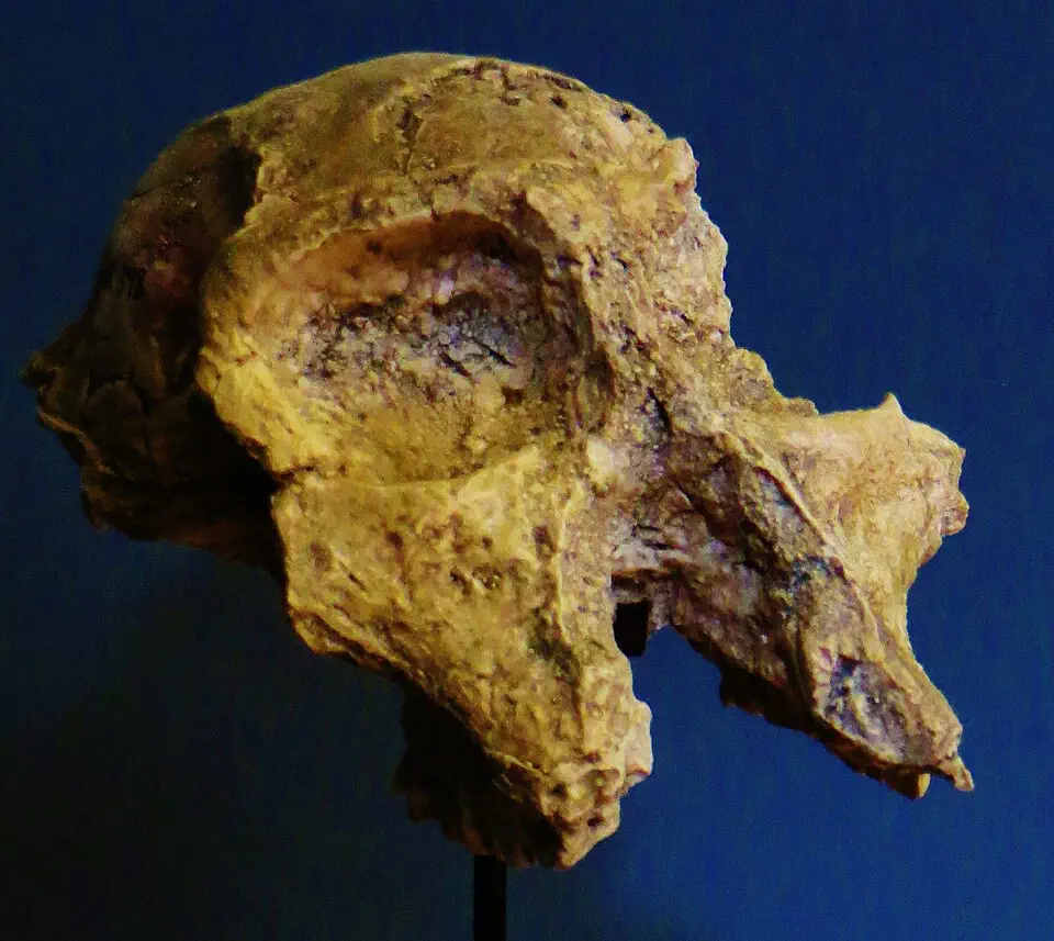 Вимерлий світ | Cercopithecoides Вимерлий світ | Cercopithecoides