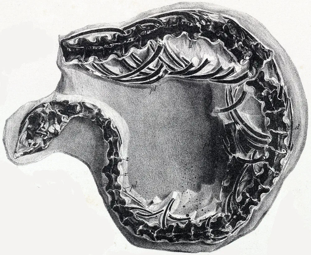 Вимерлий світ | Dolichosaurus