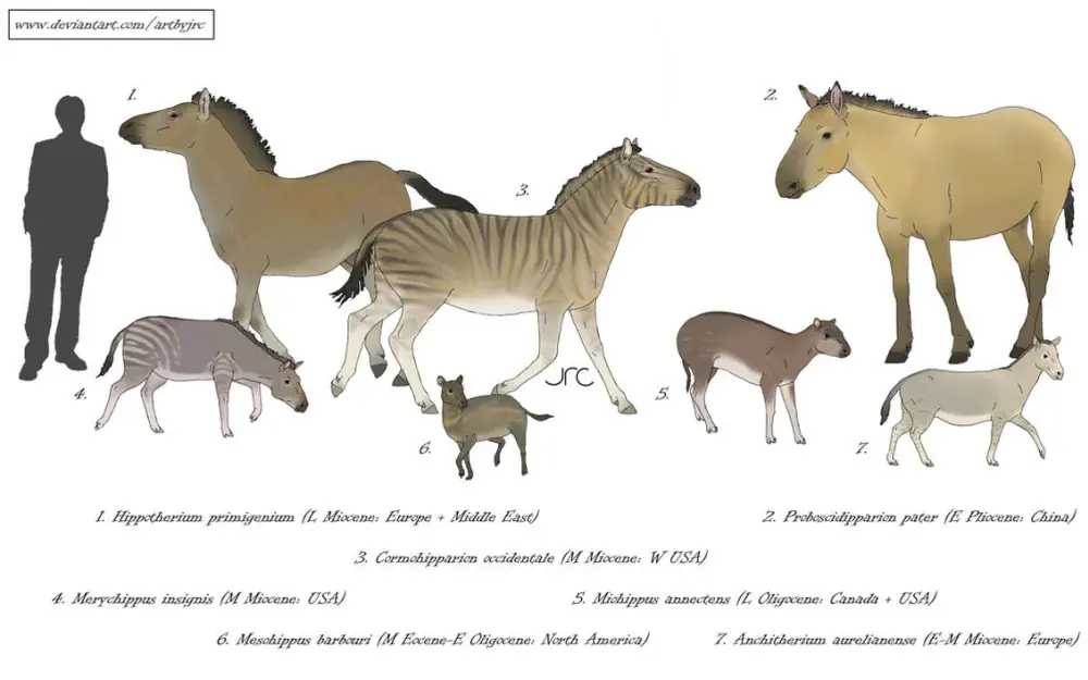 Вимерлий світ | Eurygnathohippus Вимерлий світ | Eurygnathohippus