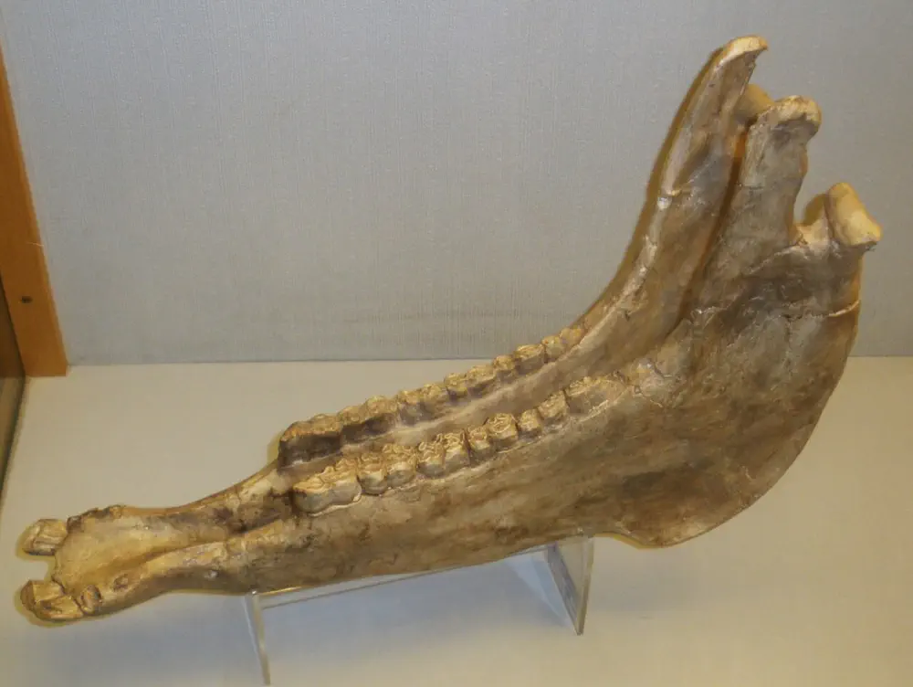 Вимерлий світ | Eurygnathohippus Вимерлий світ | Eurygnathohippus