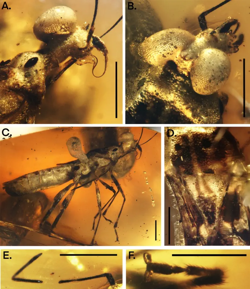 Вимерлий світ | Miropictopallium Вимерлий світ | Miropictopallium