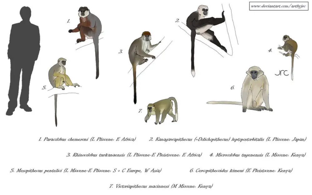 Вимерлий світ | Cercopithecoides Вимерлий світ | Cercopithecoides